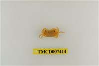 藏品(小厚紋蟹)的圖片